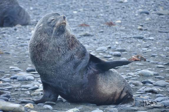 Um leão-marinho nos dá as boas-vindas à Salisbury Plain, na Geórgia do Sul